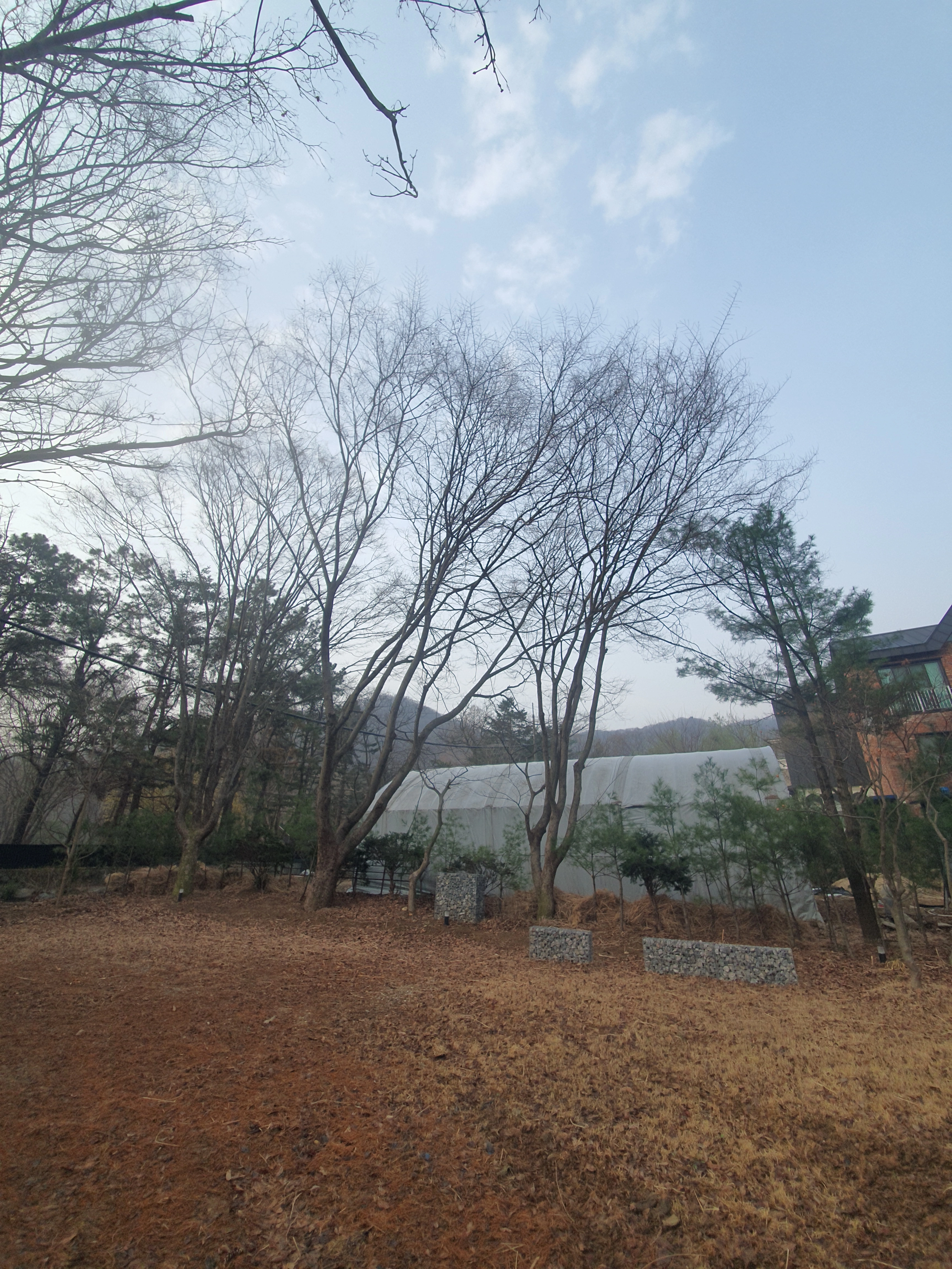 고목제거 시공사례 — 수목제거 · 으뜸종합건설